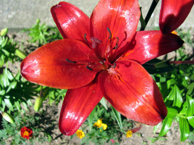 Обои картинки фото цветы, лилии,  лилейники, макро, алый