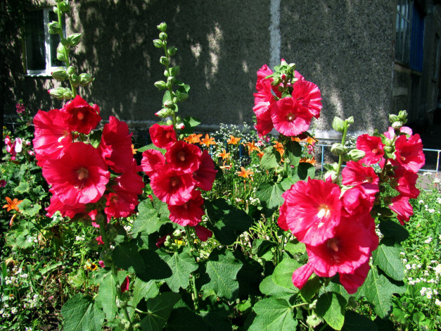 Обои картинки фото цветы, мальвы, малиновый