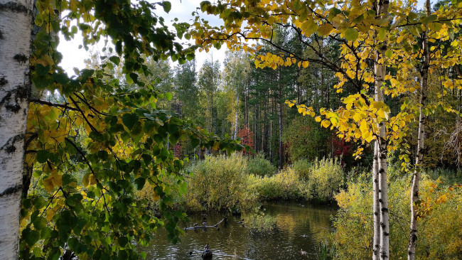 Обои картинки фото природа, реки, озера, река, лес