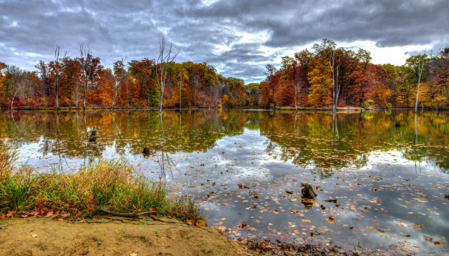 Обои картинки фото природа, реки, озера, лес, река