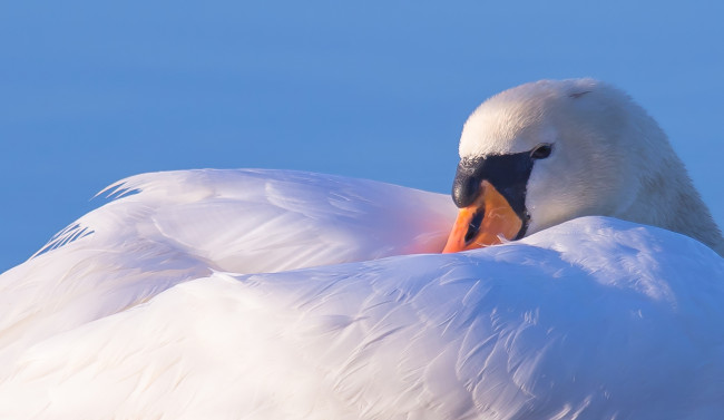 Обои картинки фото животные, лебеди, птица, лебедь, перья