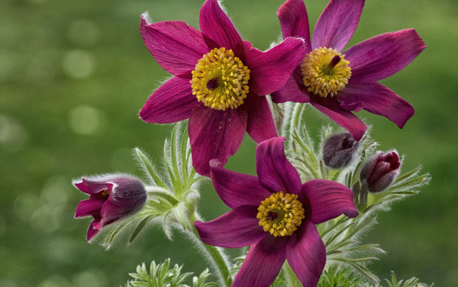 Обои картинки фото цветы, анемоны,  сон-трава, лепестки, сон-трава, прострел, бутончики