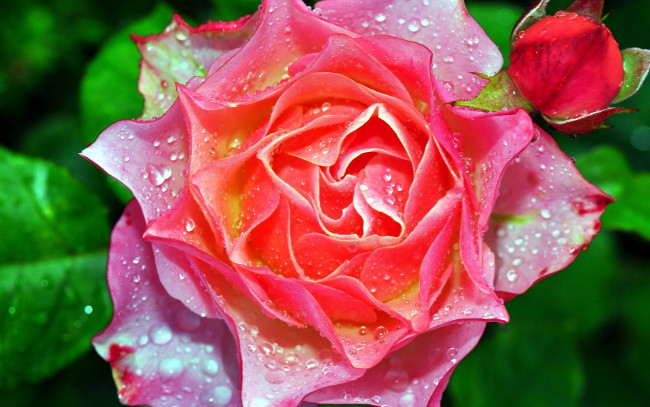 Обои картинки фото цветы, розы, бутон, макро