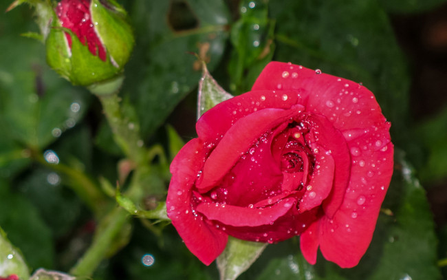Обои картинки фото цветы, розы, макро, капли, бутоны, роза