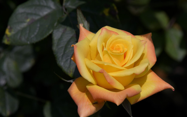 Обои картинки фото цветы, розы, роза, бутон, макро