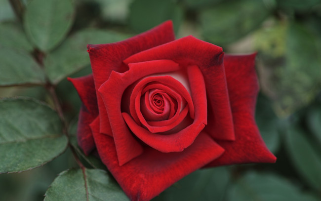 Обои картинки фото цветы, розы, роза, макро, бутон