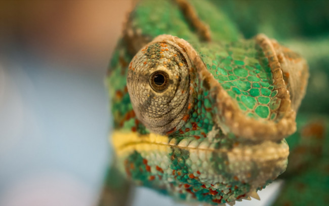 Обои картинки фото животные, хамелеоны, хамелеон, макро, голова, ящерица
