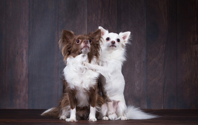 Обои картинки фото животные, собаки, фон, друзья