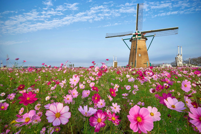 Обои картинки фото разное, мельницы, поле, цветы, мельня