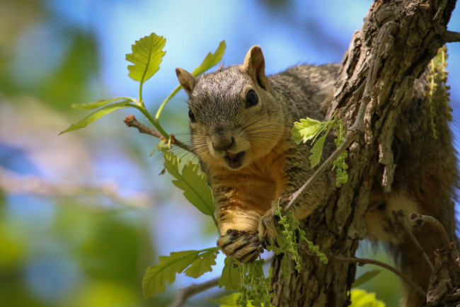 Обои картинки фото животные, белки, белка, дерево, зверушка
