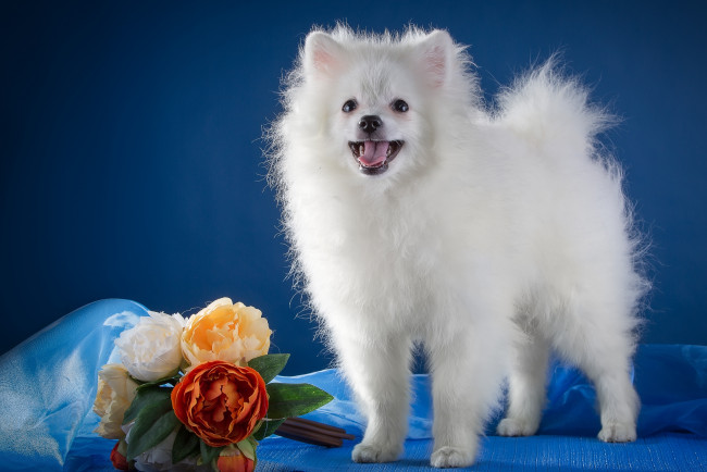 Обои картинки фото животные, собаки, пионы, белый, шпиц