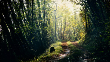 Картинка природа дороги дорога лес