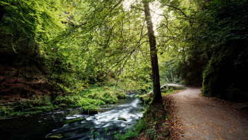 Картинка природа дороги дорога лес