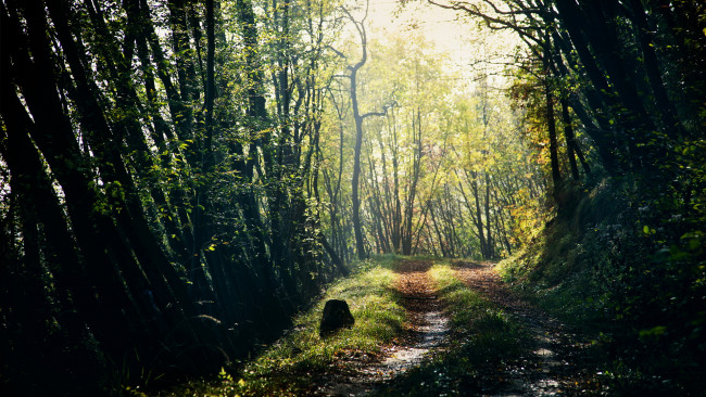 Обои картинки фото природа, дороги, дорога, лес