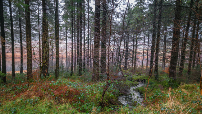 Обои картинки фото природа, лес, простор