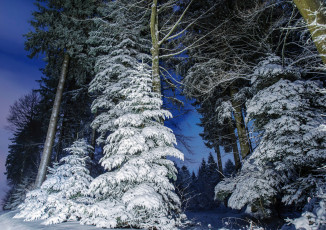 Картинка природа лес простор