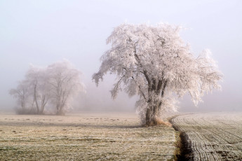 Картинка природа деревья простор