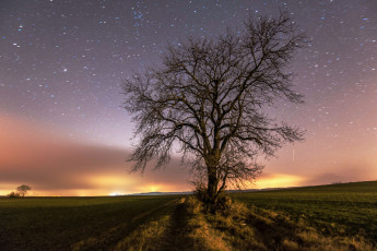 Картинка природа деревья простор