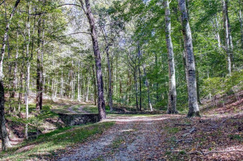 Картинка природа дороги деревья дорога лесная