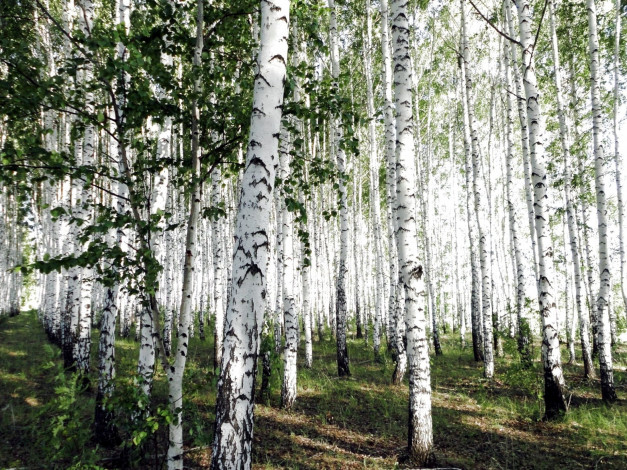 Обои картинки фото природа, лес, березы, роща