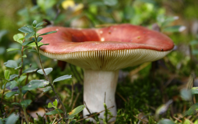 Обои картинки фото природа, грибы, сыроежка