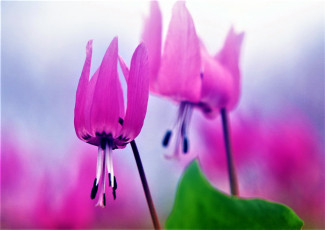 Картинка цветы кандыки розовые