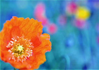 Картинка цветы маки поле