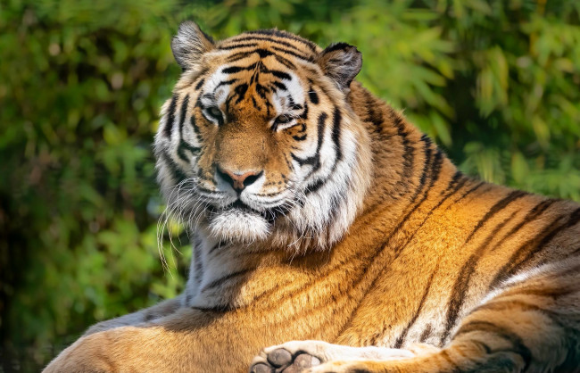 Обои картинки фото животные, тигры, тигр