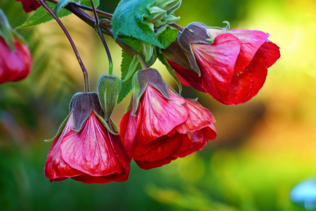 Обои картинки фото цветы, гибискусы, трио