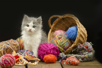 Картинка животные коты киса корзина нитки
