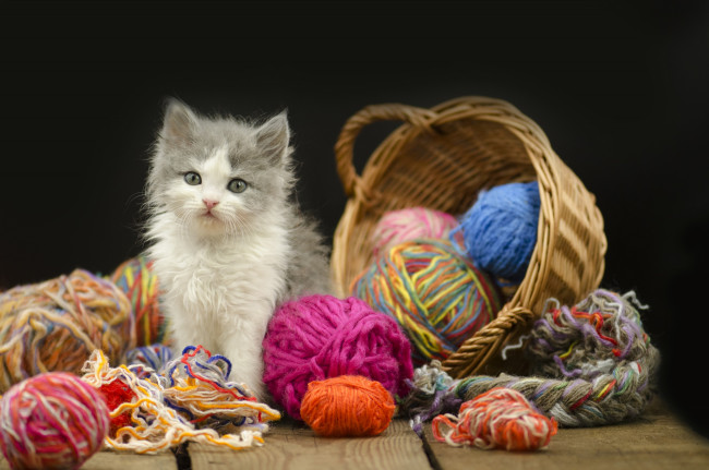 Обои картинки фото животные, коты, киса, корзина, нитки