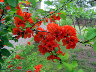 обоя цветы, айва, алая, куст