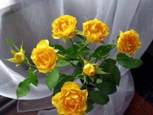 Картинка цветы розы желтые букет