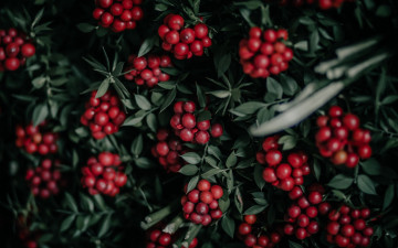 Картинка природа ягоды красные