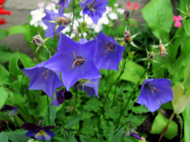 Обои картинки фото цветы, колокольчики, лиловые