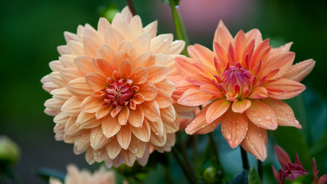 Обои картинки фото цветы, георгины, дуэт, макро, капли