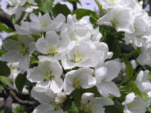 обоя цветы, цветущие, деревья, кустарники