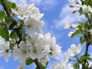 обоя цветы, цветущие, деревья, кустарники