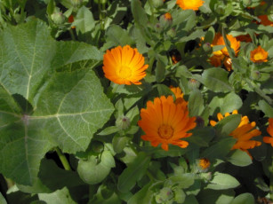 Картинка цветы календула