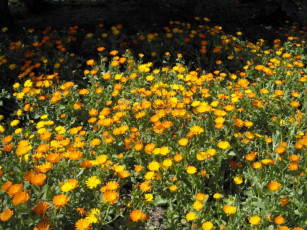 Картинка цветы календула