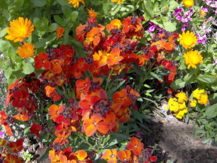 обоя цветы, разные, вместе