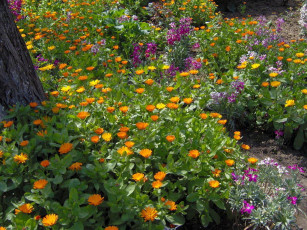 Картинка цветы разные вместе