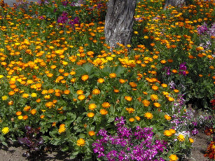 обоя цветы, разные, вместе