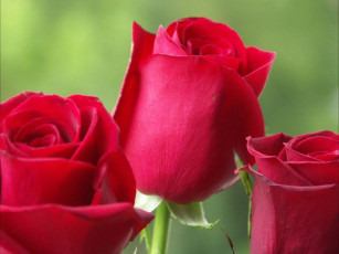 Картинка цветы розы