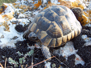 Картинка животные Черепахи