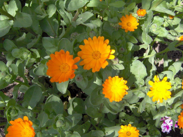 Обои картинки фото цветы, календула