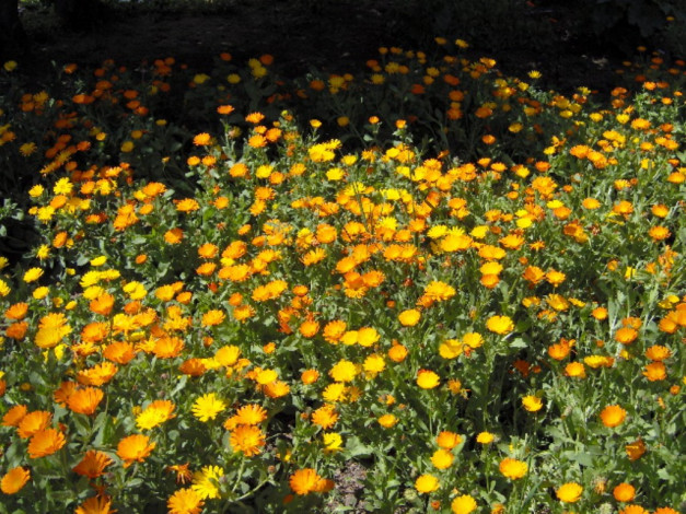 Обои картинки фото цветы, календула