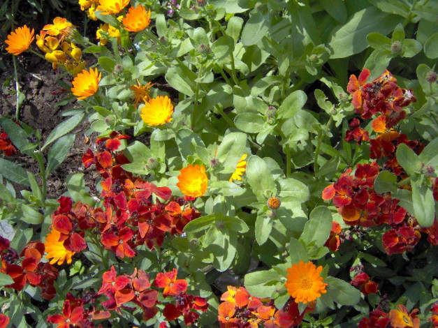 Обои картинки фото цветы, разные, вместе