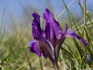 Картинка цветы ирисы