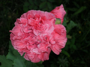 Картинка цветы петунии калибрахоа